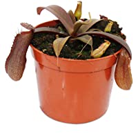 Los mejores  - Exotenherz - Planta de hojas rojas - Nepenthes - 9 cm.